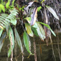 ZZZZPholidota - Need to remove genus